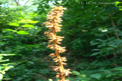 Remusatia vivipara